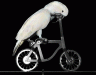 Cockatoo-on-Bicycle